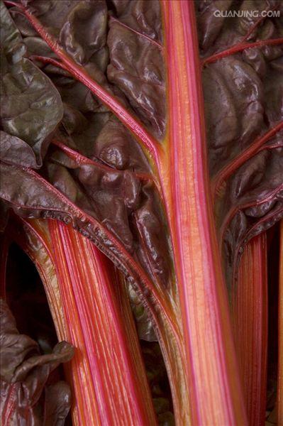  p data-id="gnwgxfjvwz">叶用甜菜一般俗称为君达菜,其叶片肥厚,叶柄