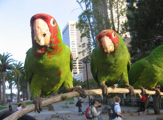  p>红面具锥尾鹦鹉(学名:aratinga erythrogenys)是典型的 a href="#"