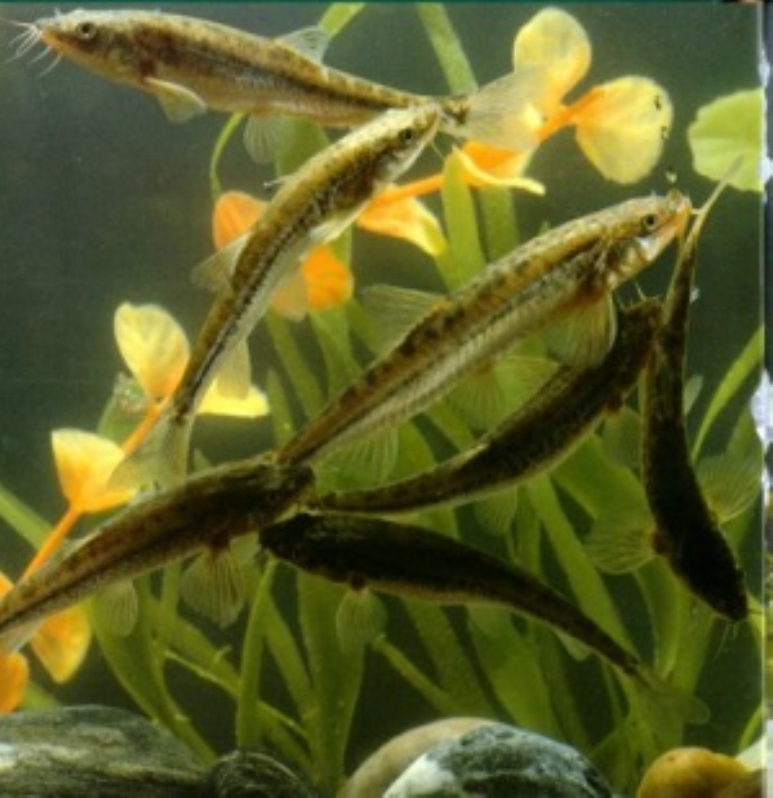  p>拟硬刺高原鳅, i>triplophysa pseudoscleroptera  /i>(s. q.