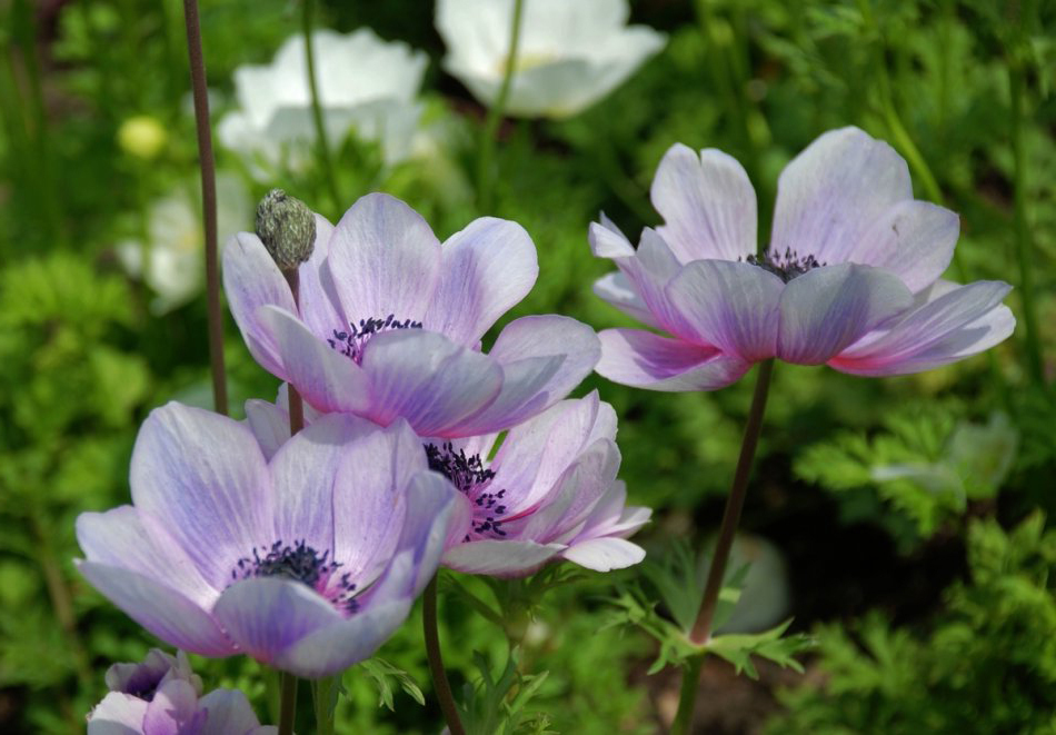 anemone coronaria l.