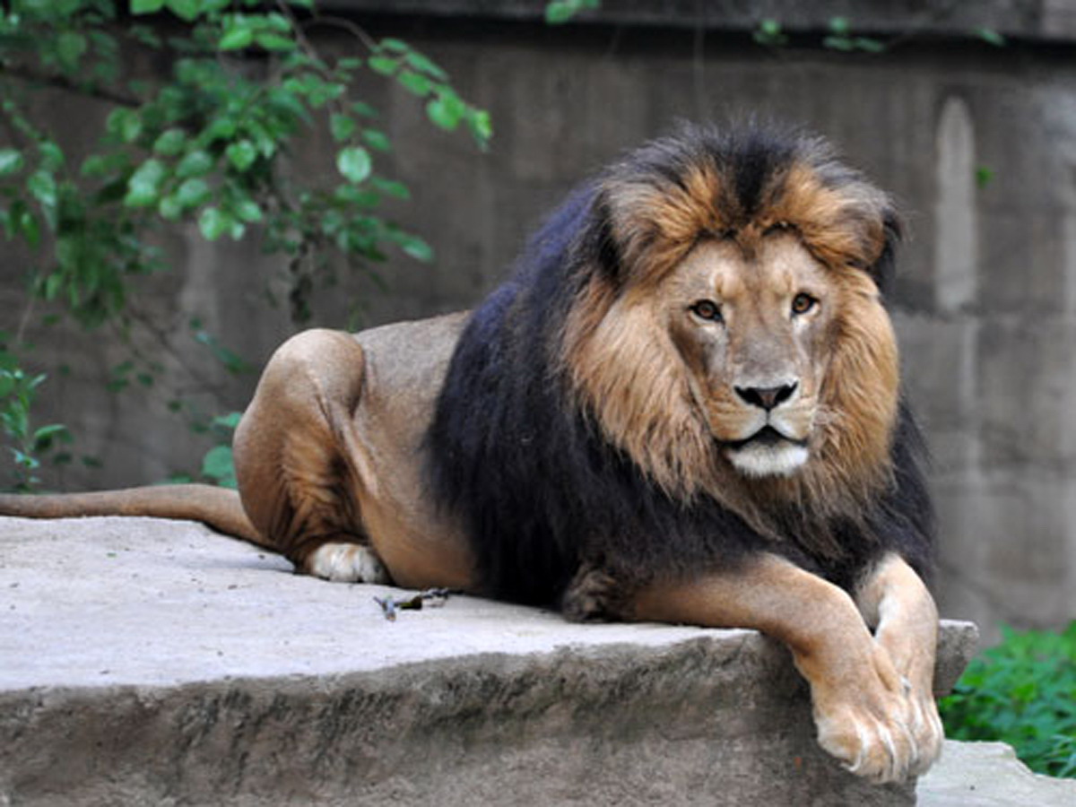 panthera leo krugeri