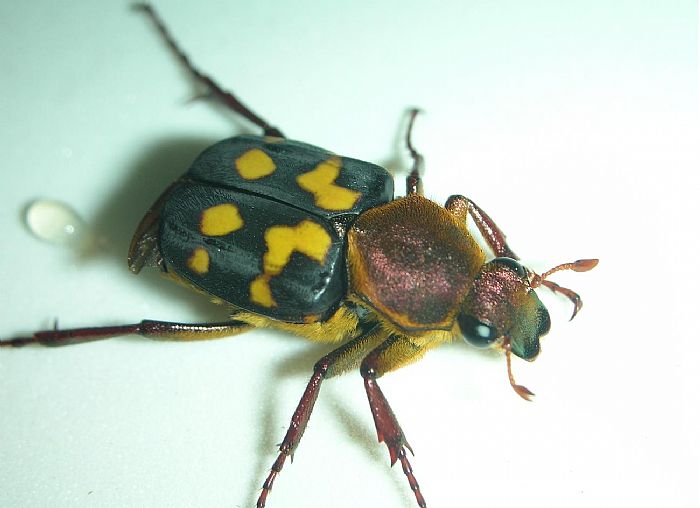  p data-id="gnfc99j45g">花金龟是指 a target