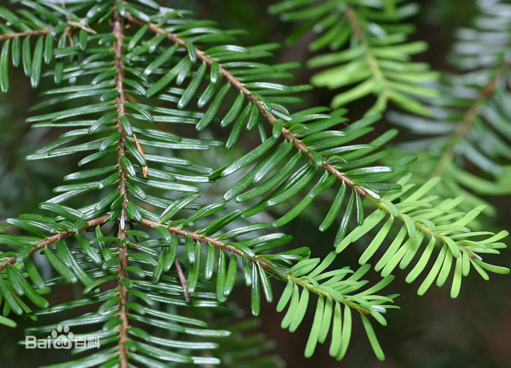  p>铁杉(学名: i>tsuga chinensis /i> (franch.) pritz.