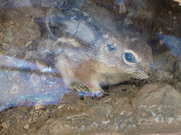  p>灰尾松鼠,喜栖于寒温带或亚寒带的针叶林或阔叶混交林中,一般以