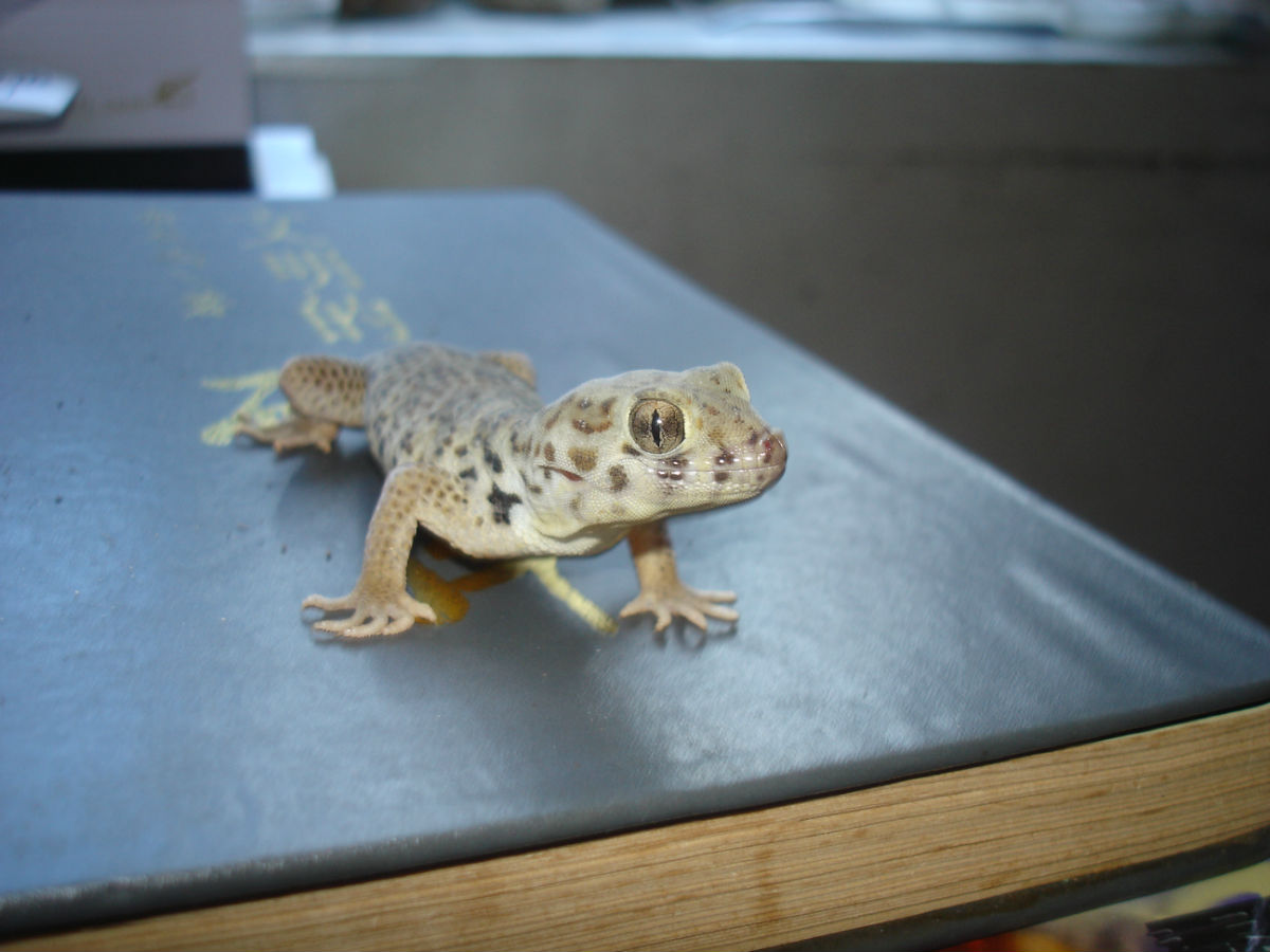  p>伊犁沙虎(学名: i>teratoscincus scincus /i>)是壁虎科,沙虎属