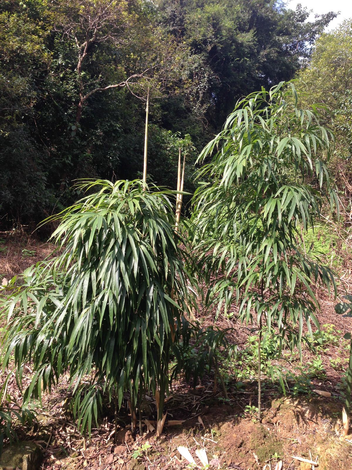  p> 方竹(学名: i>chimonobambusa quadrangularis 