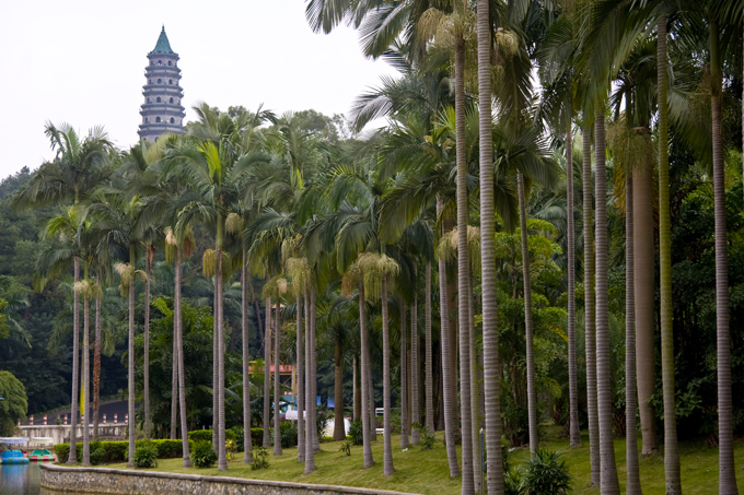  p>山棕榈,拉丁学名:trachycarpus martianus (wall.) h.