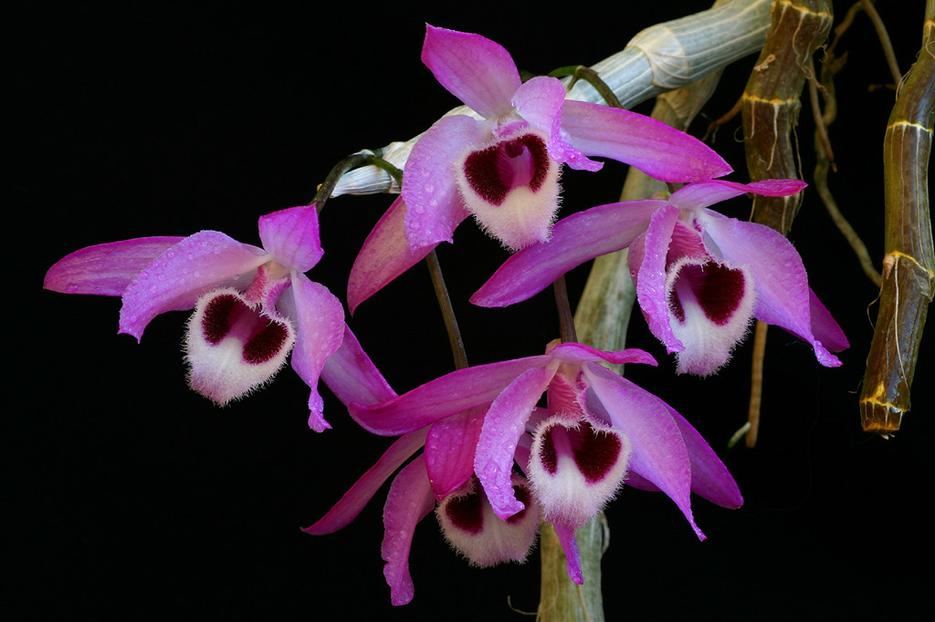  p>紫瓣石斛(学名: i>dendrobium parishii /i>  rchb. f.