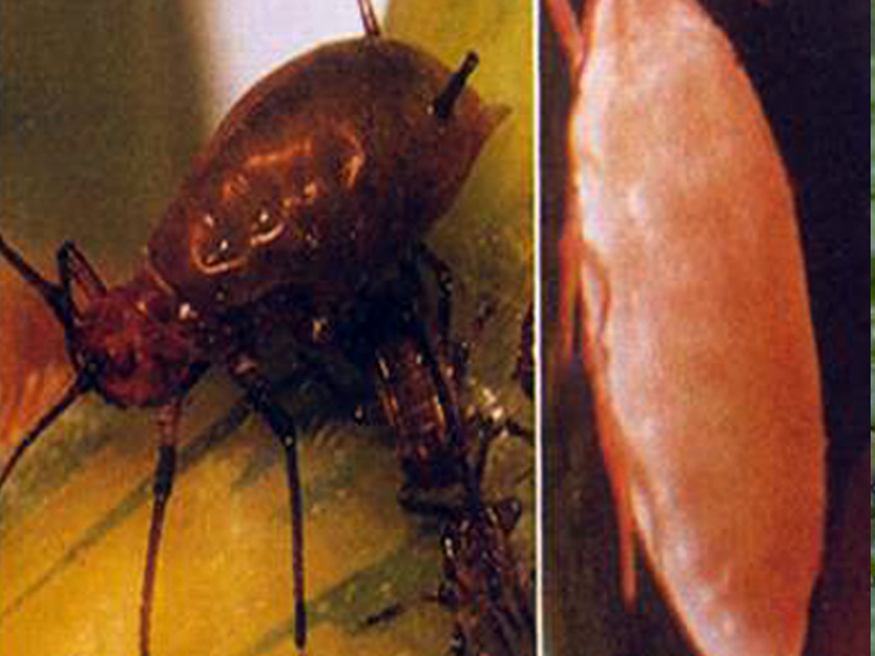  p>禾谷缢管蚜, i>rhopalosiphum padi /i>,为半翅目蚜科缢管蚜属的一