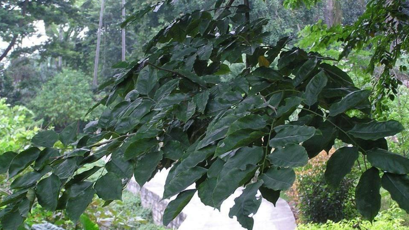  p>紫檀属指的是 a target="_blank" href="/item/被子植物门/229000"