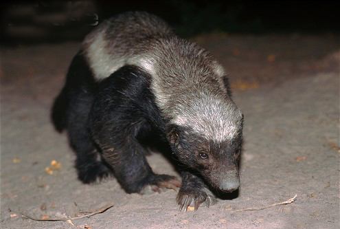 lemmaid="1591030">鼬科 /a> a target="_blank" href="/item/蜜獾属