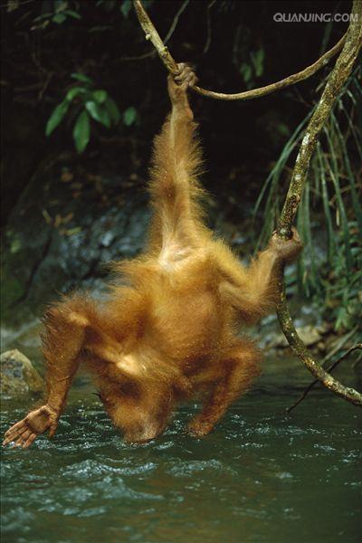  p>猩猩也叫 a target="_blank" href="/item/人猿/2032856" data