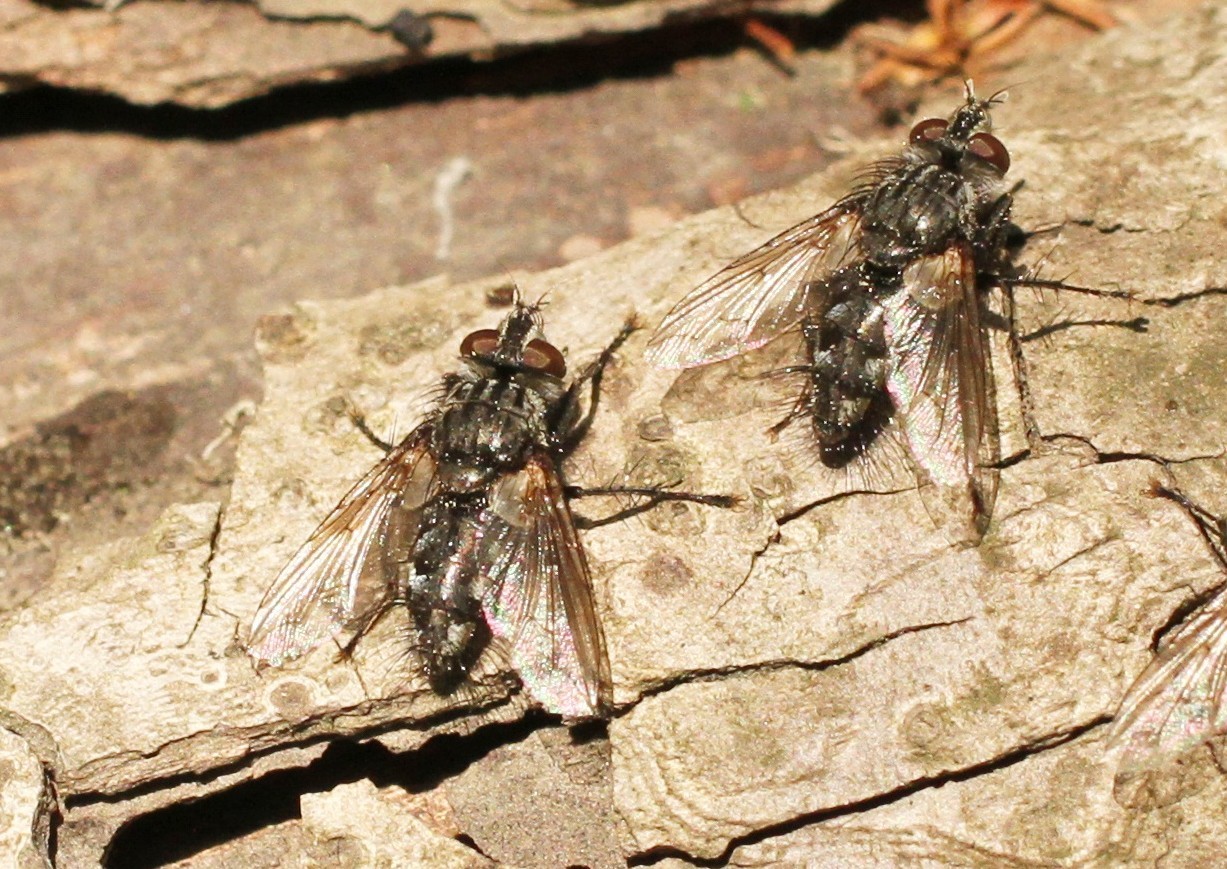 成蝇体长约6毫米,雌蝇体较雄蝇稍大,其幼虫(蛆)孳生在人粪中.