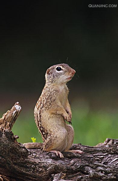 spermophilus dauricus