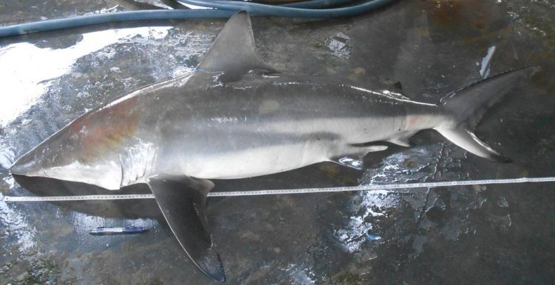  p>钝吻真鲨(学名: i>carcharhinus amblyrhynchos /i>)是真鲨科,真鲨