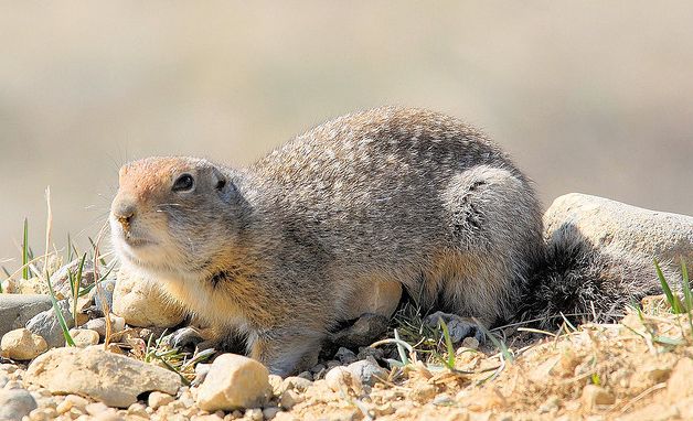 arctic ground squirrel