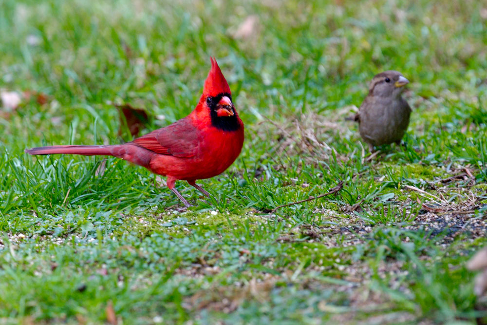  p>北美红雀(学名: i>cardinalis cardinalis /i>):体型中等,体长24