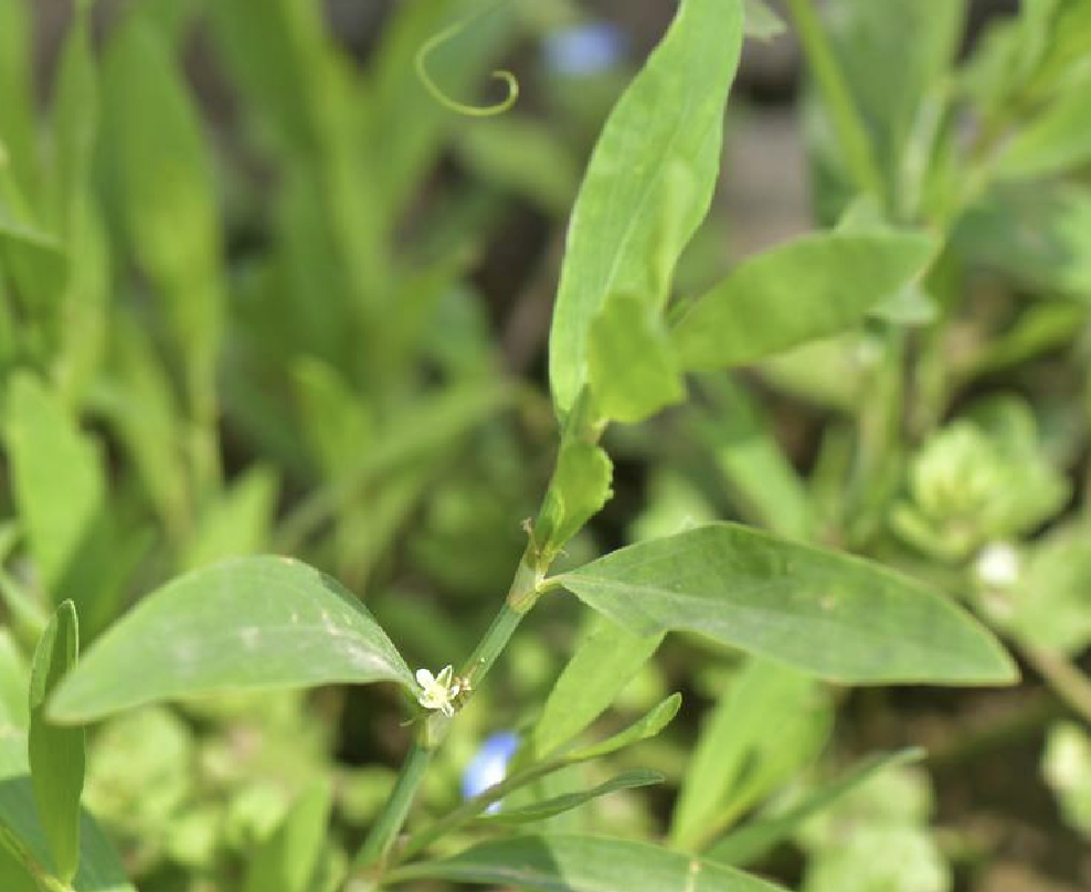 data-lemmaid="2726847">蓼科 /a>萹蓄属植物