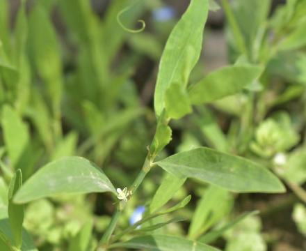 萹蓄（蓼科萹蓄属植物）_百度百科