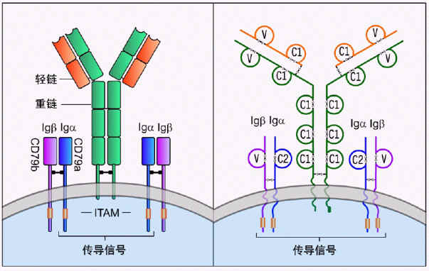 b细胞抗原受体
