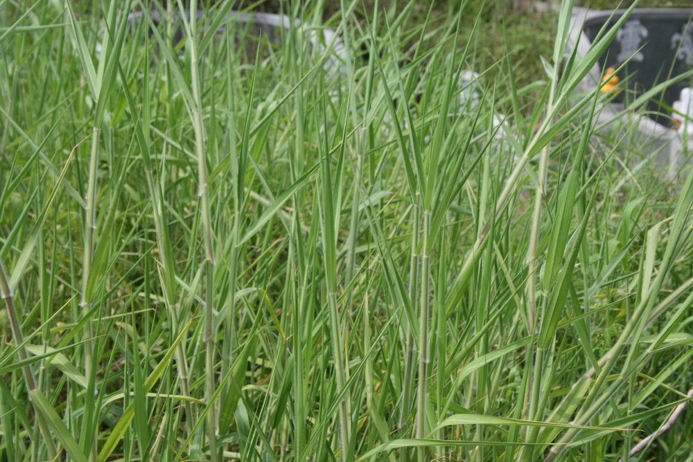  p>巴拉草(学名: i>brachiaria mutica /i> (forsk.