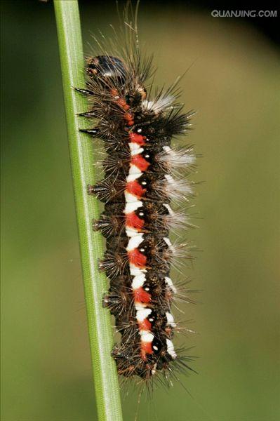  p data-id="tjwfaefdgjri">夜蛾科是鳞翅目最大的一科,成虫喙比较