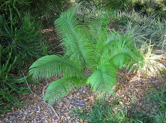  p>篦齿苏铁(学名: i>cycas pectinata   /i>griff.