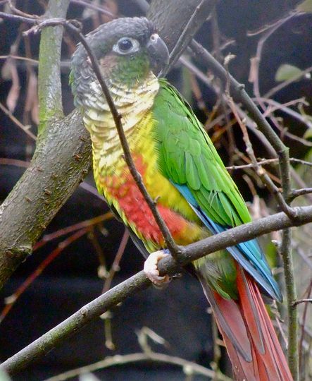  p>暗色锥尾鹦鹉(学名:pyrrhura molinae hypoxantha)是鹦形目,鹦鹉科