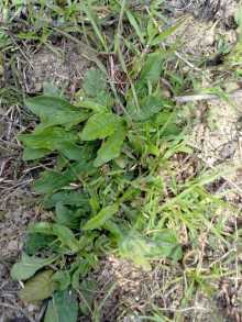 地胆草 菊科地胆草属植物 百度百科