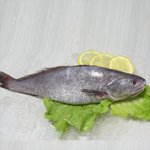  p>大米鱼,一作鮸鱼(音 miǎn),形似 a href="#" data-lemmaid="66871