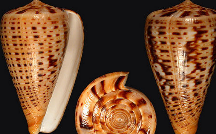  p>沙漏芋螺(学名:dendroconus suratensis)棕色斑纹清晰,贝壳厚实.