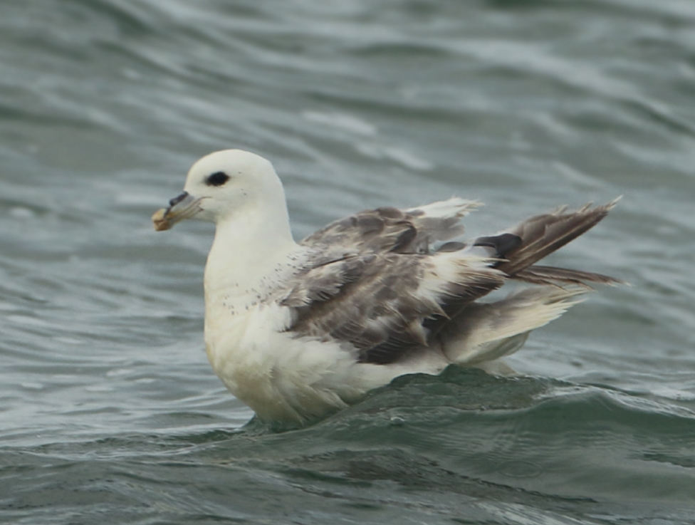  p>暴风鹱(学名: i>fulmarus glacialis /i>):为鹱形目鹱科下的一种