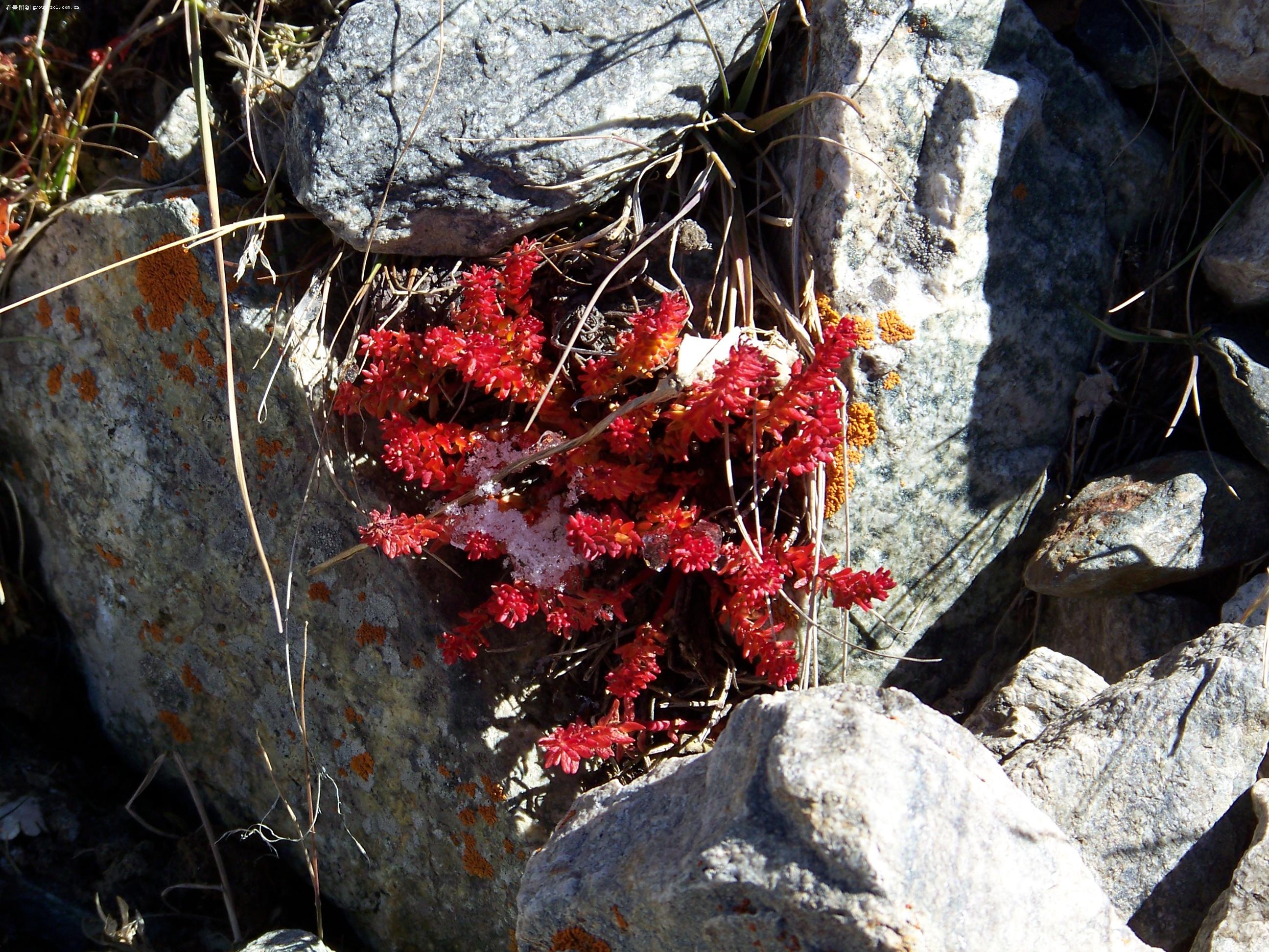长毛圣地红景天