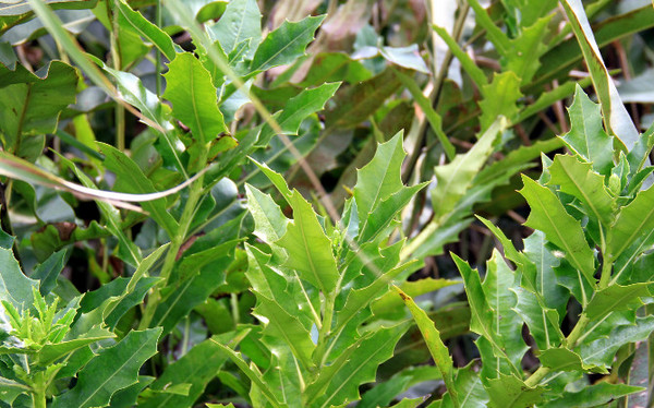 是卤蕨科,卤蕨属海岸沼泽植物.