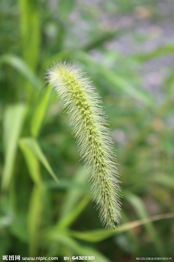 凹瓣虎毛草