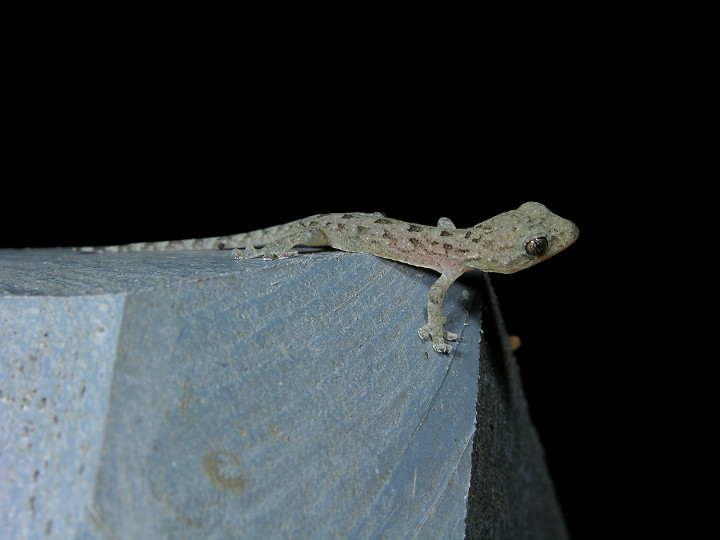  p>铅山壁虎为爬行动物.