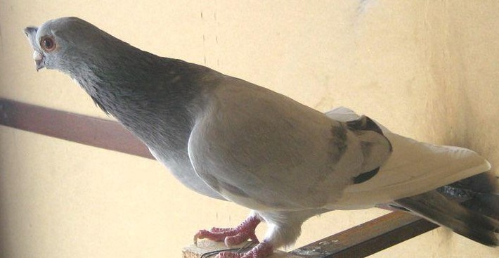 data-lemmaid="15385608">鸽 /a>品系,是灰色的鸽子加白色大翅