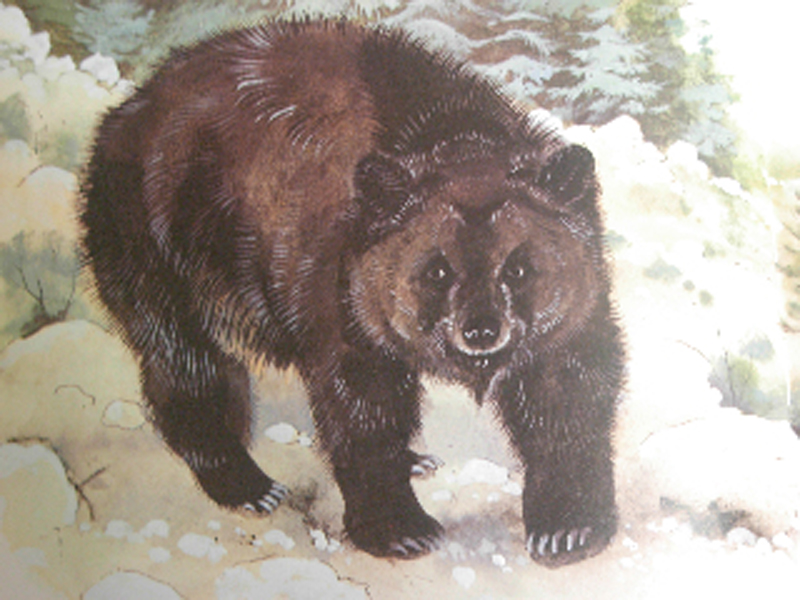  p>阿特拉斯棕熊(学名:ursus arctos crowtheri)是 a target="_blank"