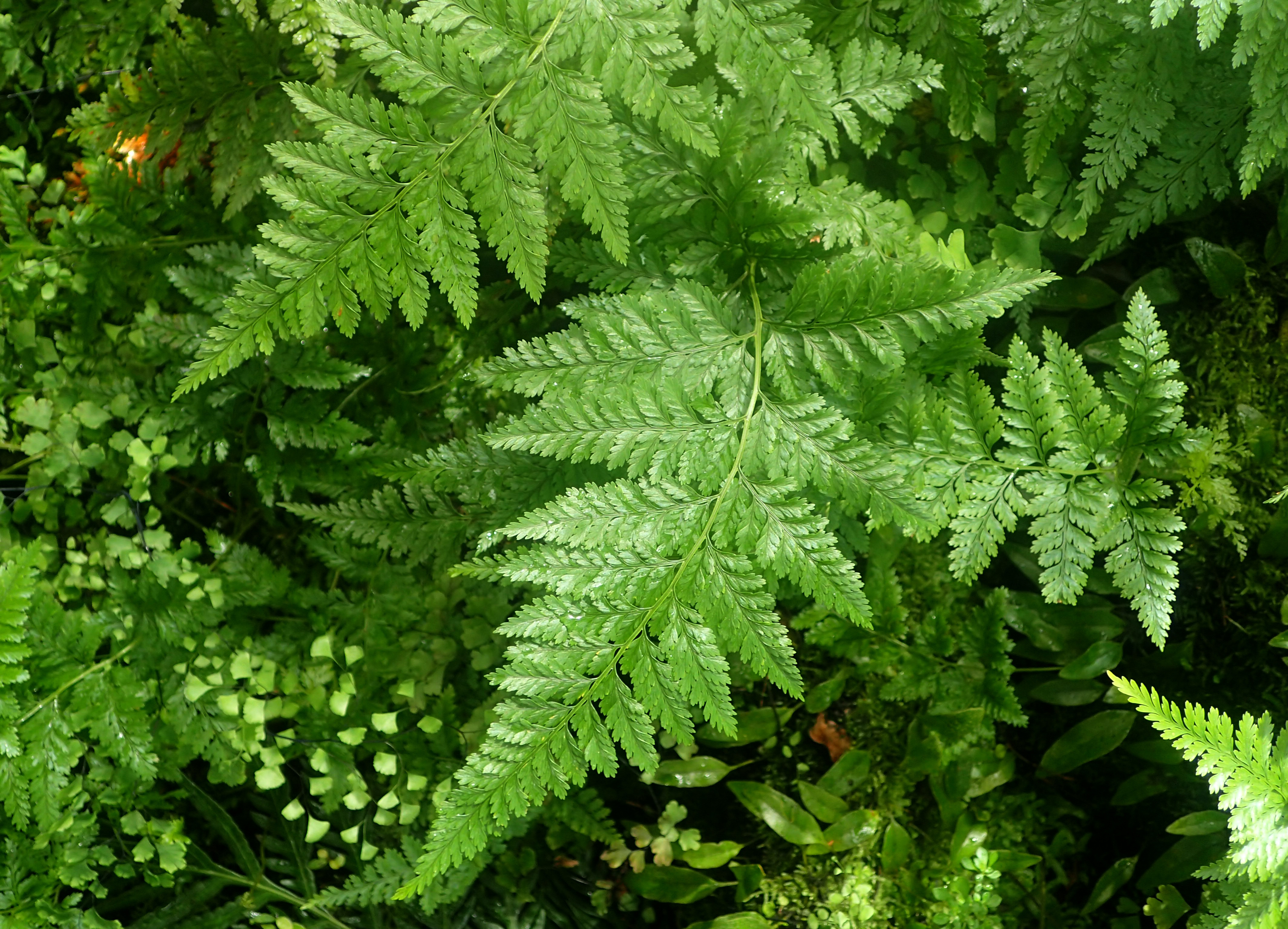 是骨碎补科,骨碎补属附生蕨类植物,植株高可达40厘米.