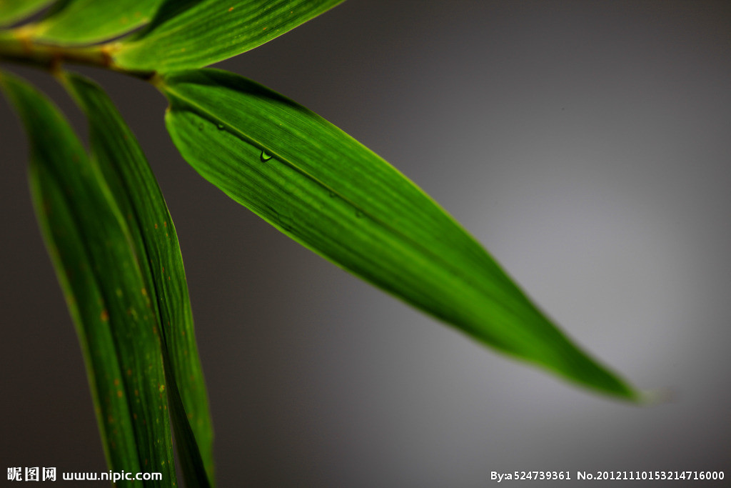  p>竹,又名竹子.品种繁多,有毛竹,麻竹,箭竹等.