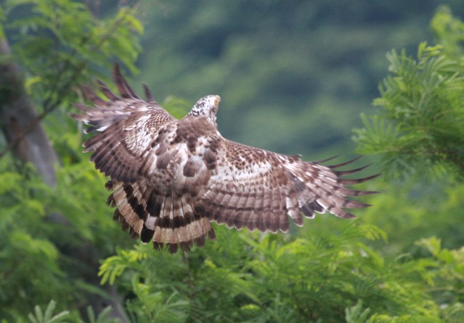 id="tirihewi6toh">蛇雕是鹰形目鹰科蛇雕属鸟类,又称蛇鹰,白腹蛇耨