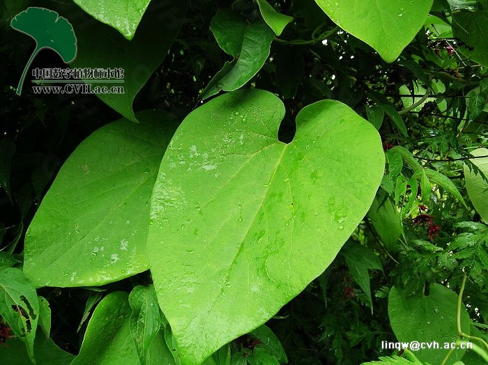 种别名:追风散(云南). /p>