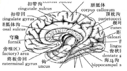 扣带回_百度百科