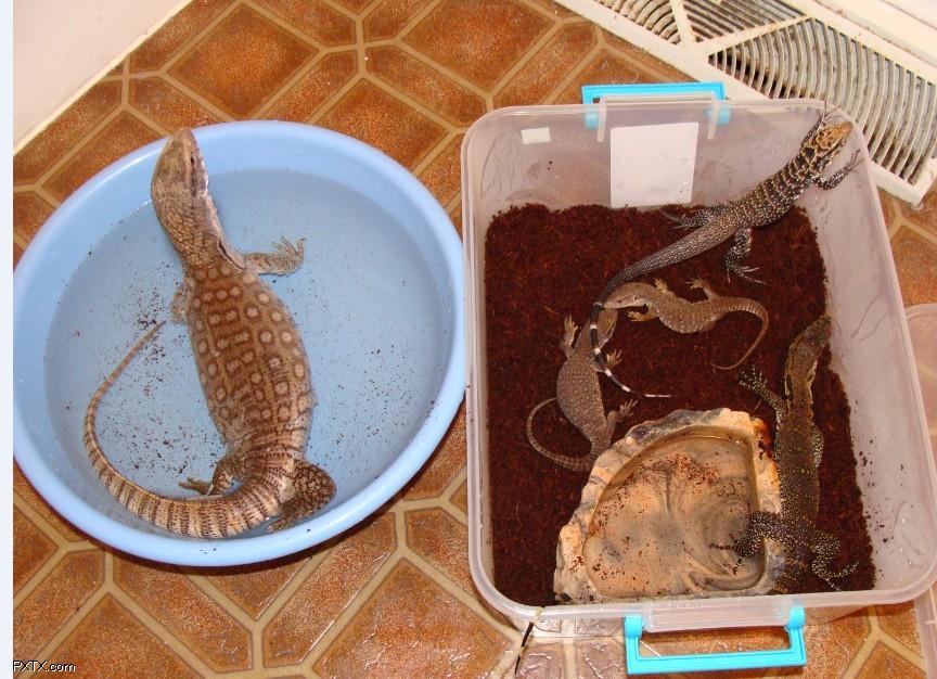  p>平原巨蜥来自非洲大草原,在巨蜥中脾气比较温顺.