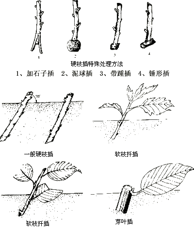 vegetative propagation