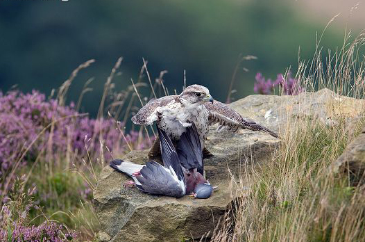  p>矛隼(学名: i>falco rusticolus /i>):是隼科的一种,体长60厘米