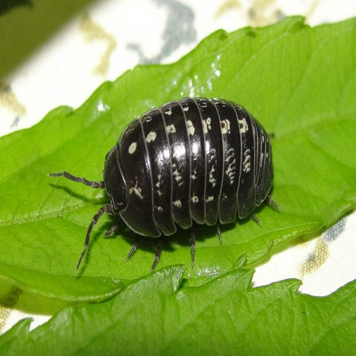 class="ref" data-ctrid="tiuw02qes05h">球鼠妇又名西爬虫,团子虫,是