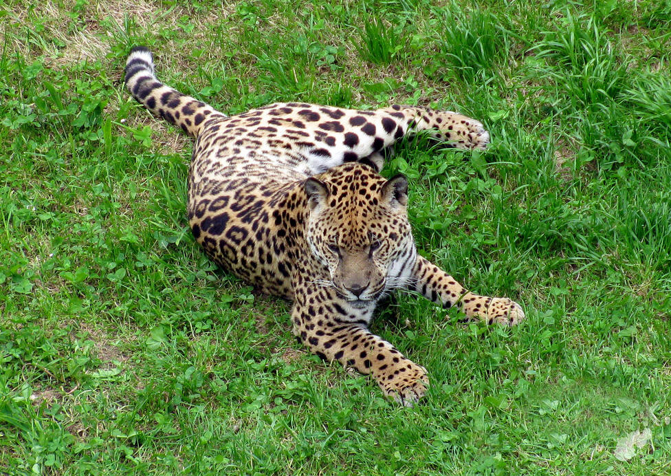  p>美洲豹,学名: i>panthera onca  /i>(linnaeus, 1758),又叫 a