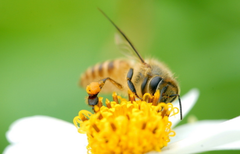 黄环系蜜浆高产蜜蜂