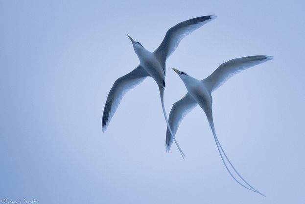 ">海鸟 /a>,体型呈 a target="_blank" href="/item/流线型/7204478"